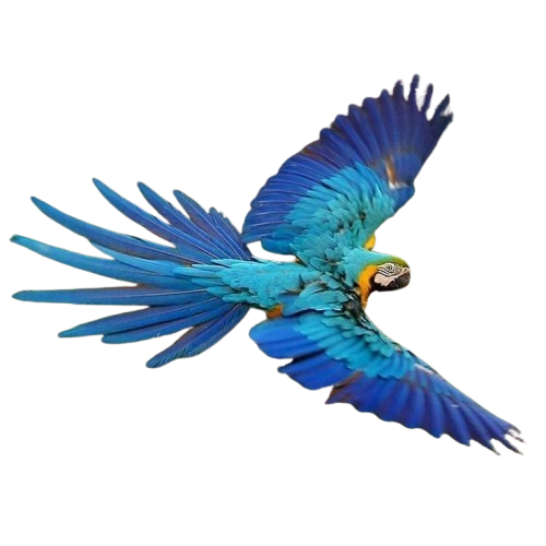 Arara Azul