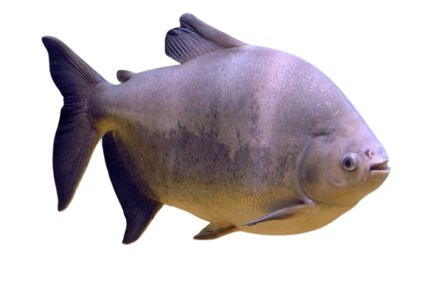 Peixe Pacu